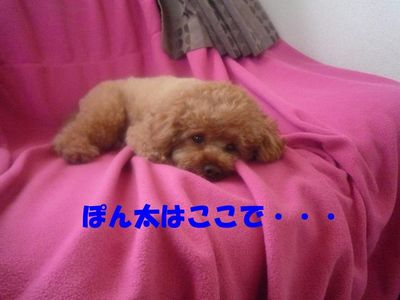 お気に入りの寝どころ!