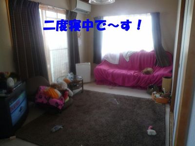 お気に入りの寝どころ!