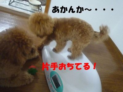 かん太体重測定(7ヶ月20日)