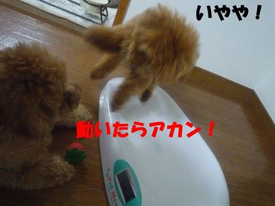 かん太体重測定(7ヶ月20日)