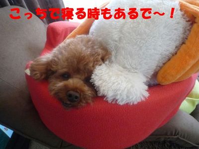 お気に入りの寝どころ!