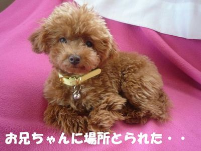 お気に入りの寝どころ!
