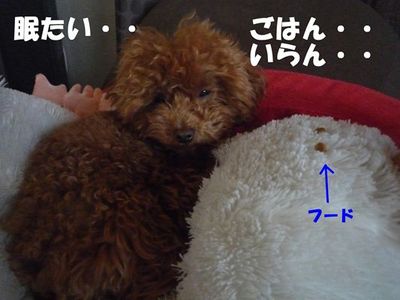 朝のフードなかなか食べない^^;