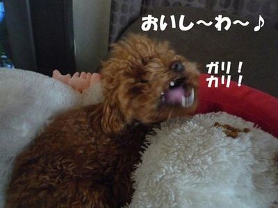 朝のフードなかなか食べない^^;