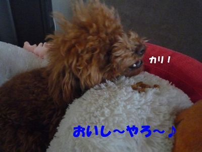 朝のフードなかなか食べない^^;