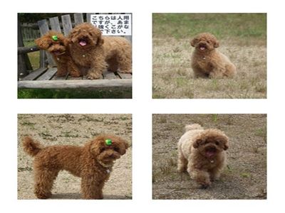 親方→ラン大好き!ぽん太→ランは・・・