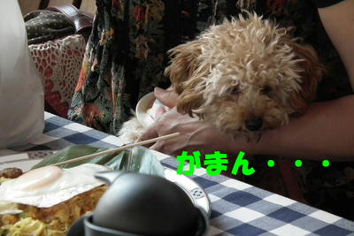 5ワンでお食事♪