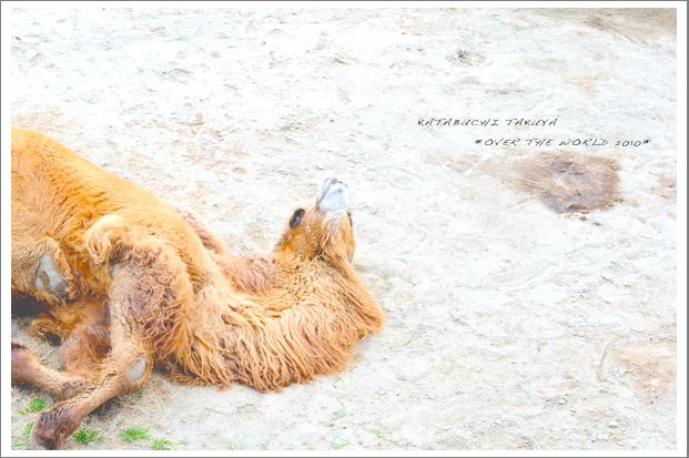 天王寺動物園