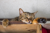秋バテ?にご用心 秋バテ?にご用心