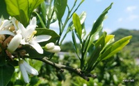 みかんの花の香る山東