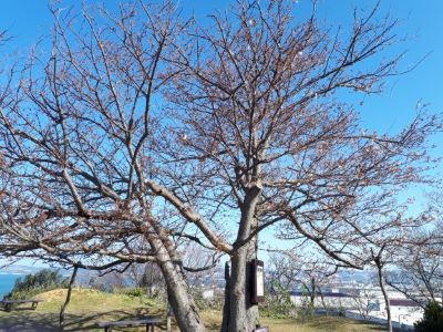 灰干さんま