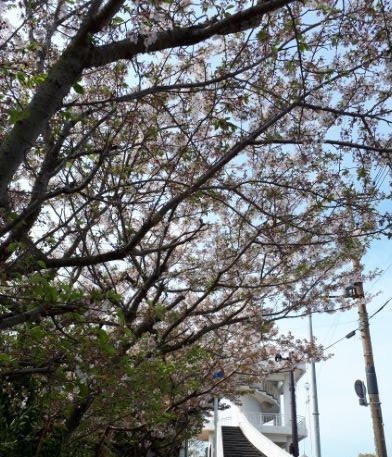 灰干さんま
