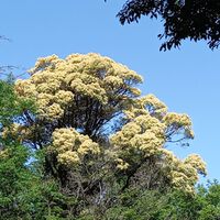 多重介護のリアルその10　9種類の薬を全部やめてみたら・・・