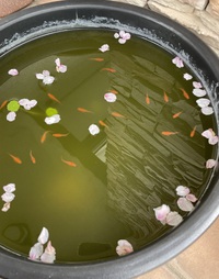 花びら