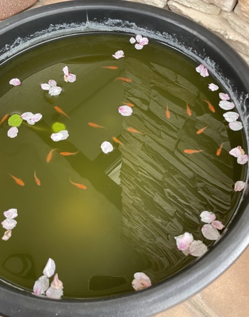 花びら