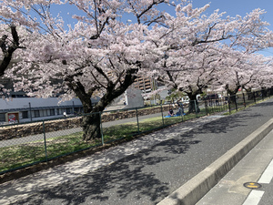 滋賀も春爛漫〜〜笑顔の花もいっぱい咲きました。