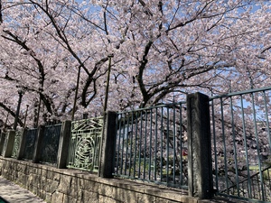 滋賀も春爛漫〜〜笑顔の花もいっぱい咲きました。