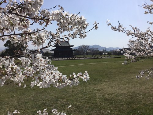 紀伊国分寺跡公園の桜