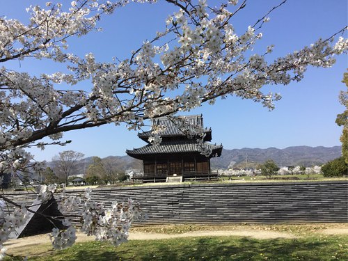 紀伊国分寺跡公園の桜