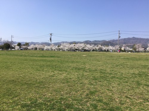 紀伊国分寺跡公園の桜