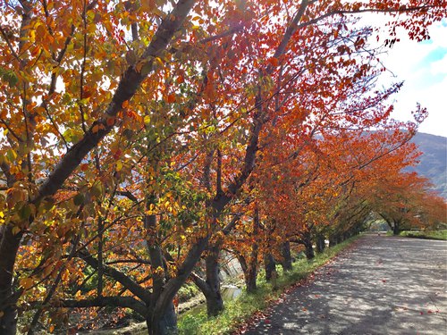 桜の葉っぱの並木道
