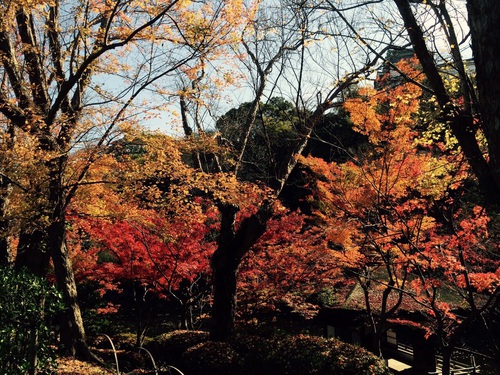 和歌山城の紅葉 2014.11.30