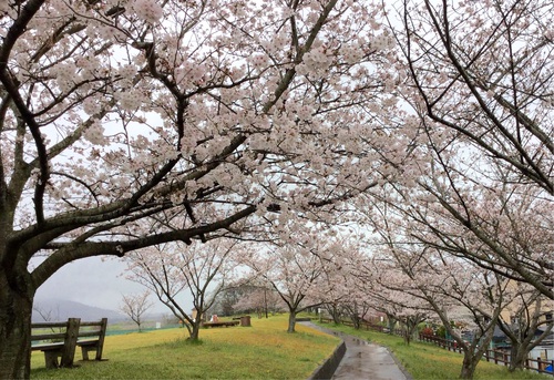 桜♪桜♪桜♪粉河運動場から花のみち