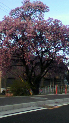 早桜〜☆