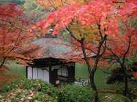 和歌山城　秋雨の紅葉