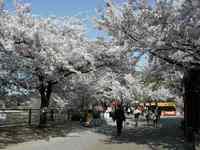 桜：大阪城
