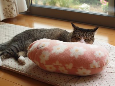 猫枕