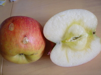 りんごのひょう太くんに学ぶ
