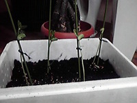 枝豆栽培