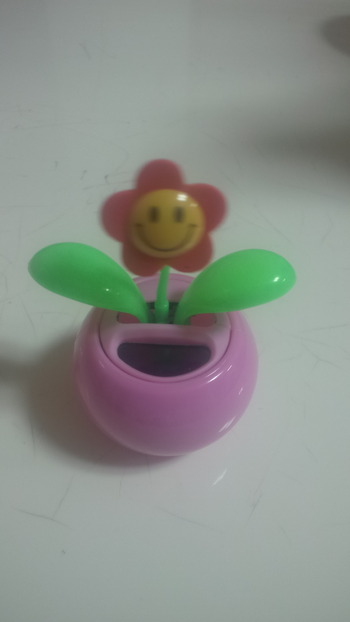 今日のわんこ♪