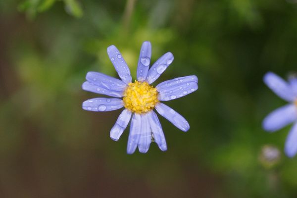 雨の
