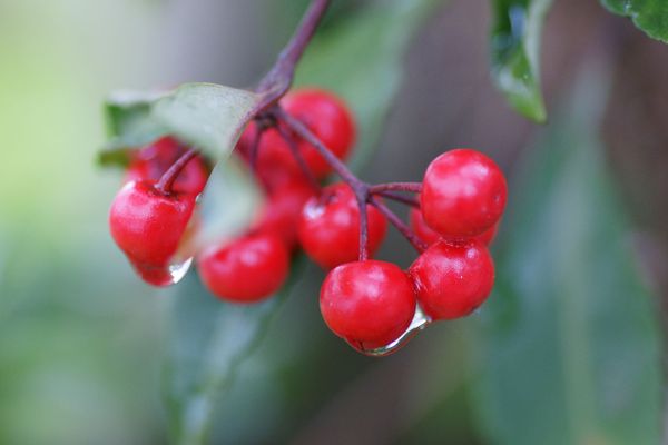春雨の