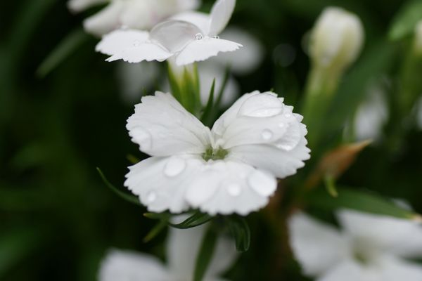 春雨の