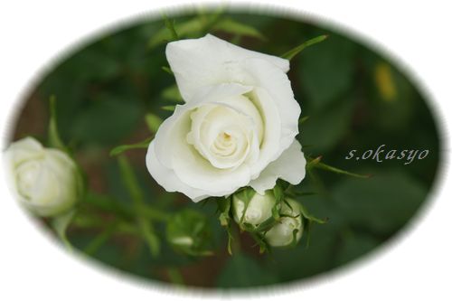 №３薔薇