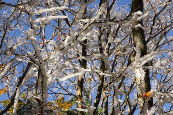 紅葉・霧氷を訪ねて（大台ケ原）　№７