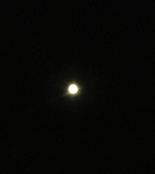 きれいな月です！