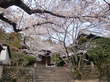 粉河寺の桜