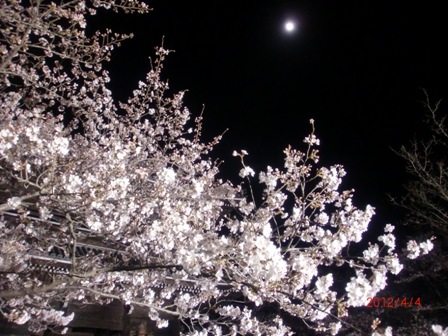 根来寺の夜桜2012.4.4