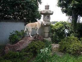 うちのわんこぉ♪