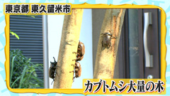 かぶとむしの木