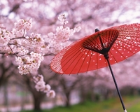 春、桜の語源と稲作信仰、花の日と花祭り
