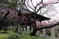 京都　城南宮の枝垂れ梅