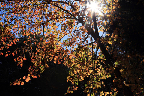 玉川峡　の　秋色