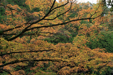 玉川峡　の　秋色