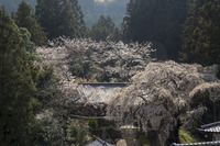 下市　性瀧寺の枝垂れ桜