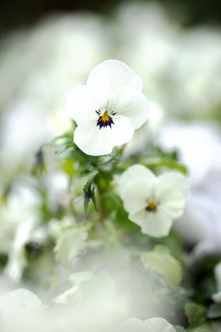 ちっちゃなお庭の　白い花たち